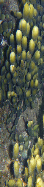 Seagrass Assessment Central Coast seagrass assessment central coast